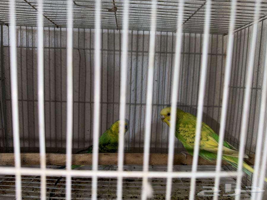 طيور البادجي64381384235394112