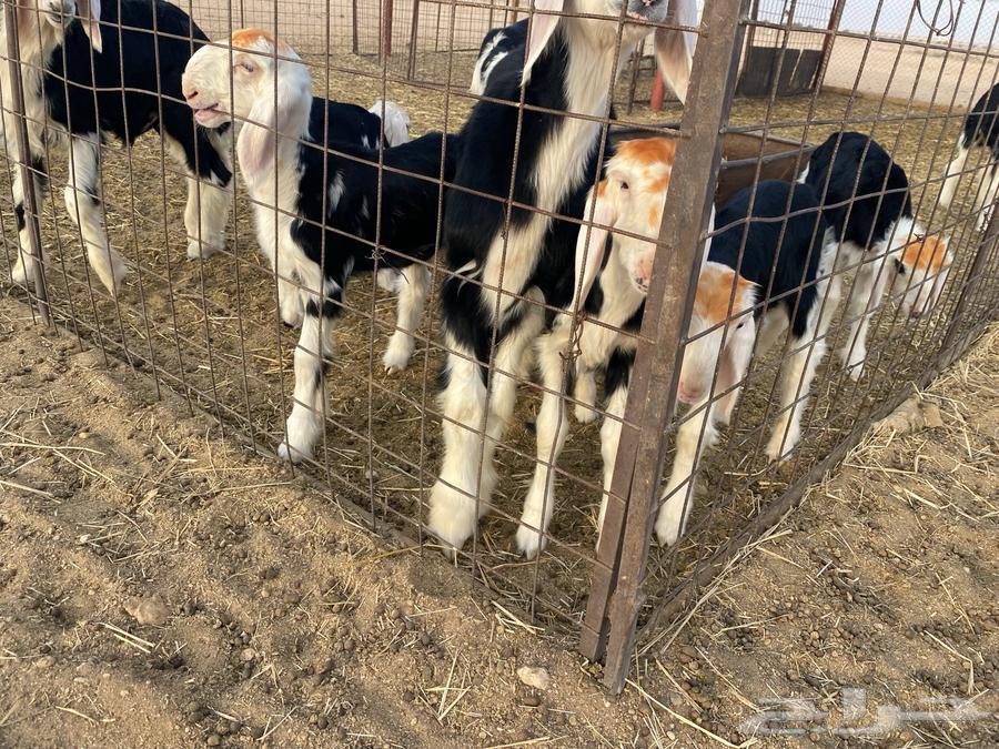 فحل نجدي مشروط64385480830977114