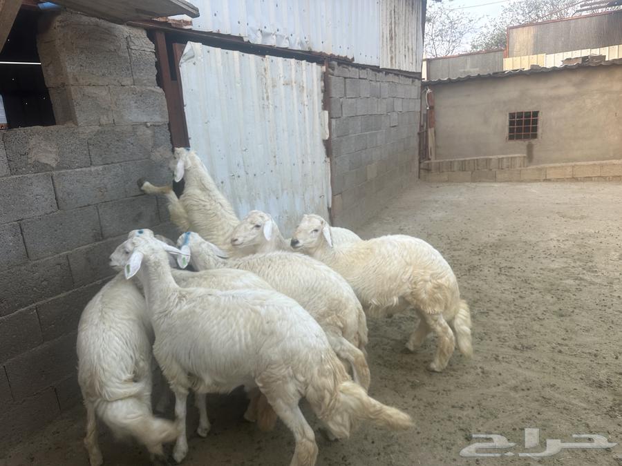 خرفان جذعان64387954231811114