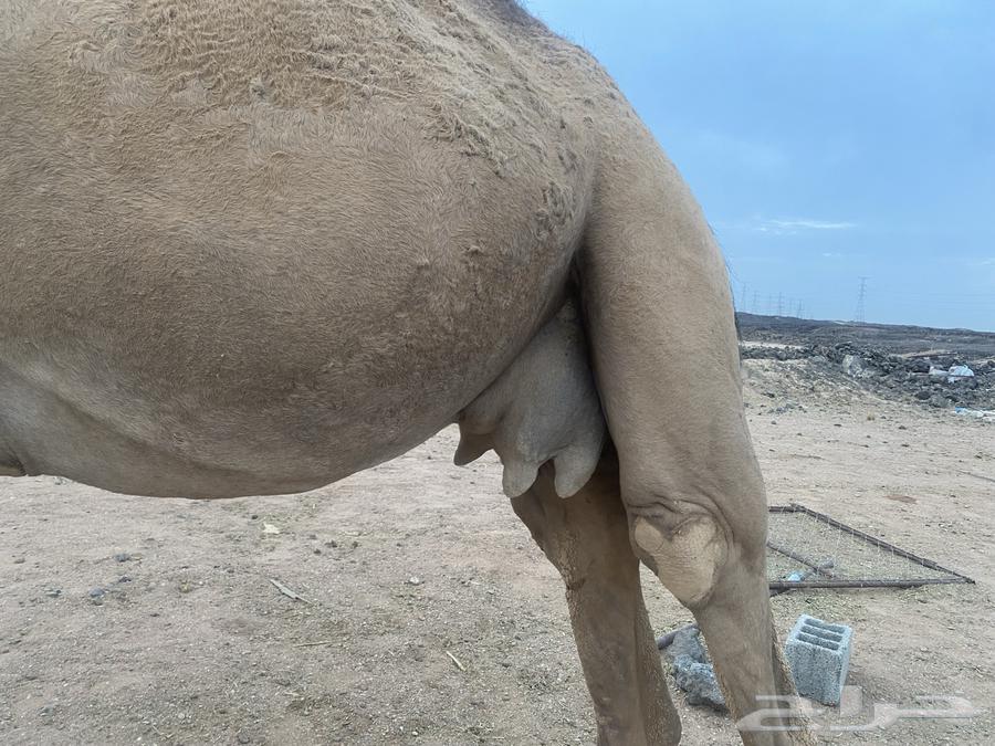 خل فه للبيع بكره اول. ولده تملى الطاسه ام ستين سعر 15 الف64380624403969110