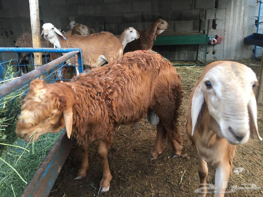 للبيع طليان سواكني64390720380291114