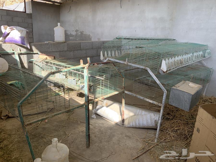 ارانب للبيع عدد 34 ارنب وبطاريات شبه جديده للبيع64380521710979110