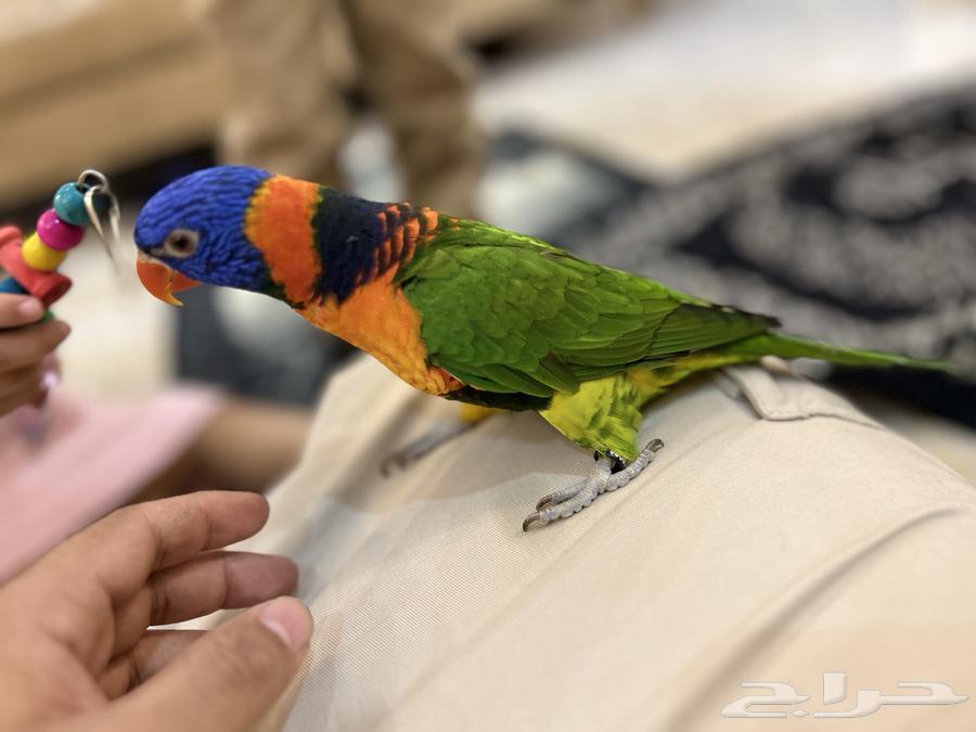 Lory Red Collared64392360592769110