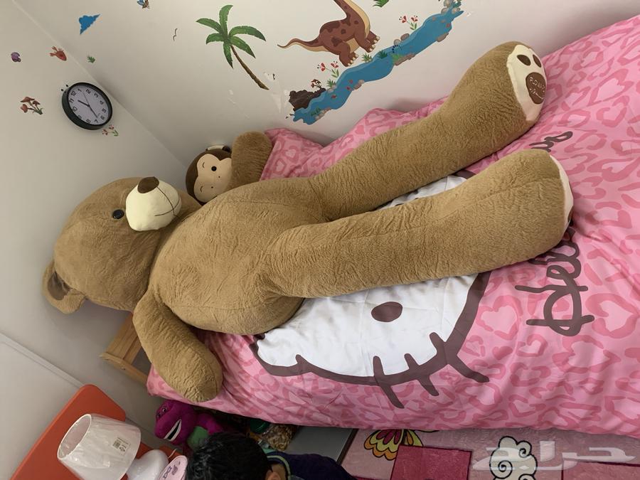 للبيع دب كبير جدا ضخم طوله 17064381892684801113