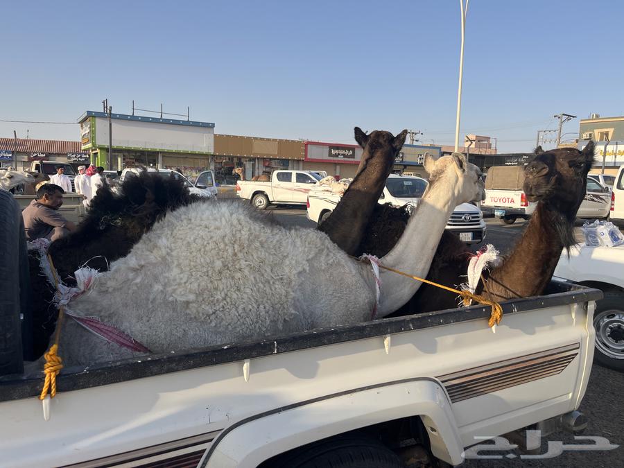 قعدان للبيع كفو شرط الموقع جنوب الرويضه64379908743810110