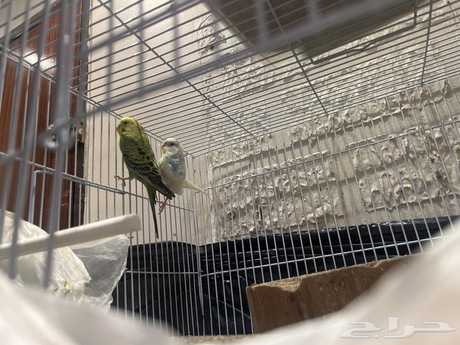 عصفورين مايموتون ماشاء الله   الابيض عمره 4 سنين   الاخضر264386978957315110