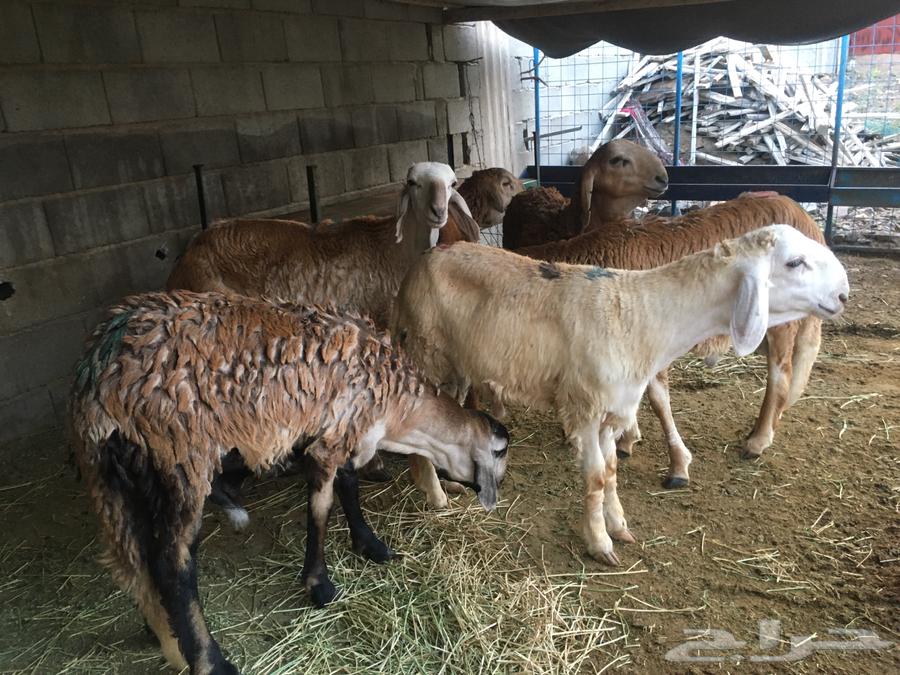 للبيع طليان سواكني64390720380291111