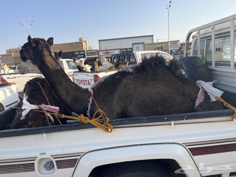 قعدان للبيع كفو شرط الموقع جنوب الرويضه64379908743810111