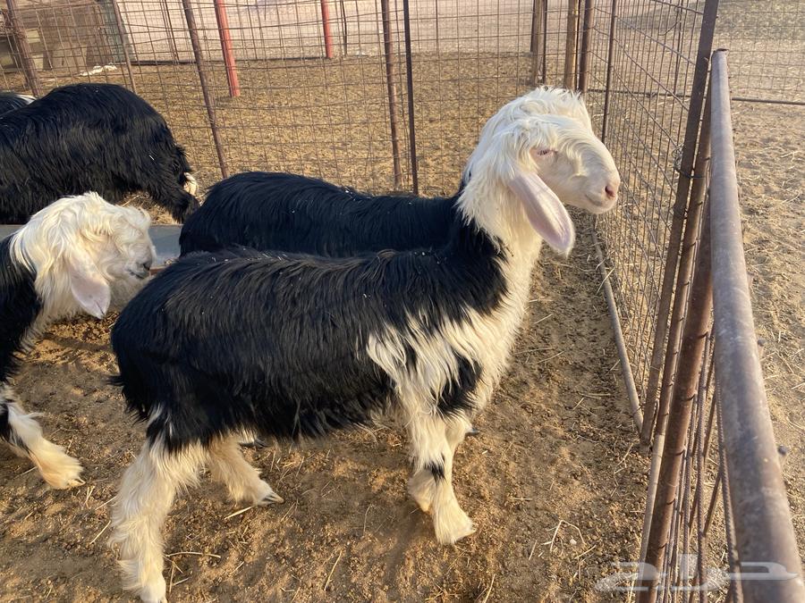 فحل نجدي مشروط64385480830977113