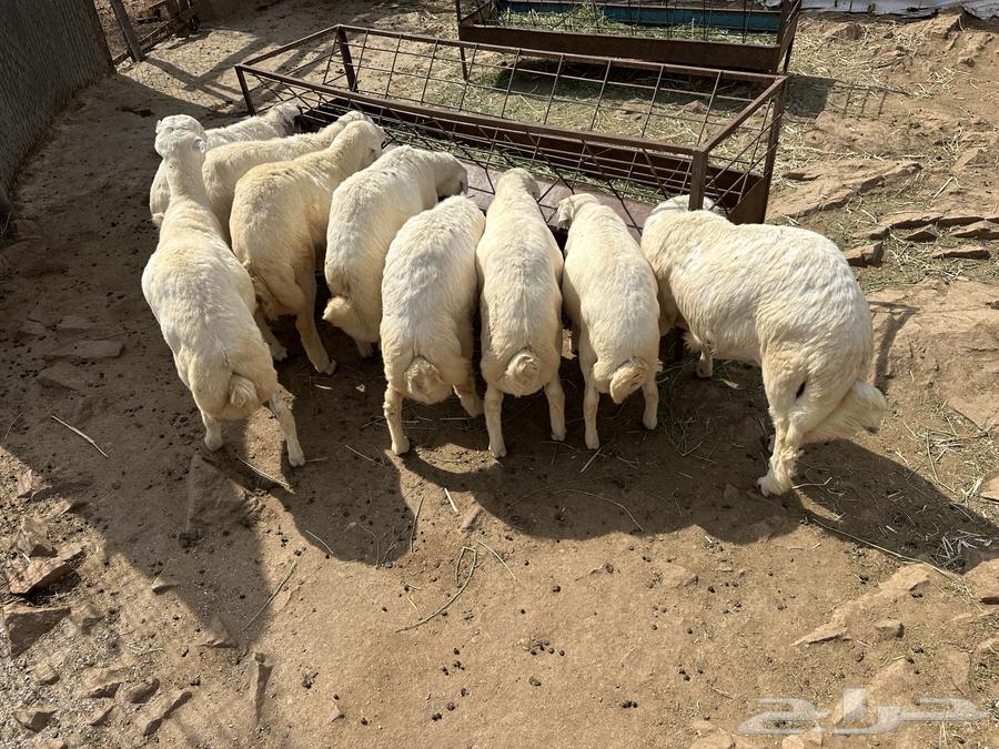 طليان للبيع64385049849985111