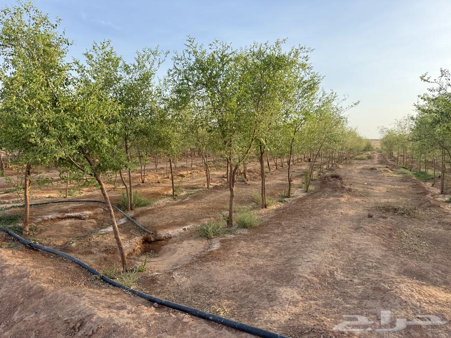 For sale 4000 sidr trees with thickness of one and a half inch or more64379224995586113