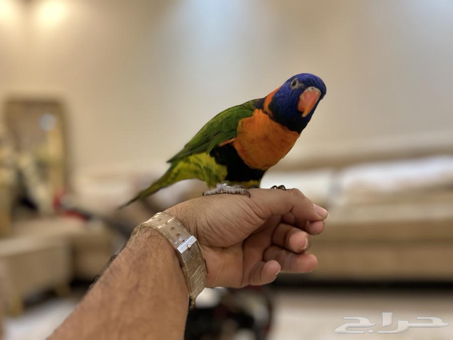 Lory Red Collared64392360592769113