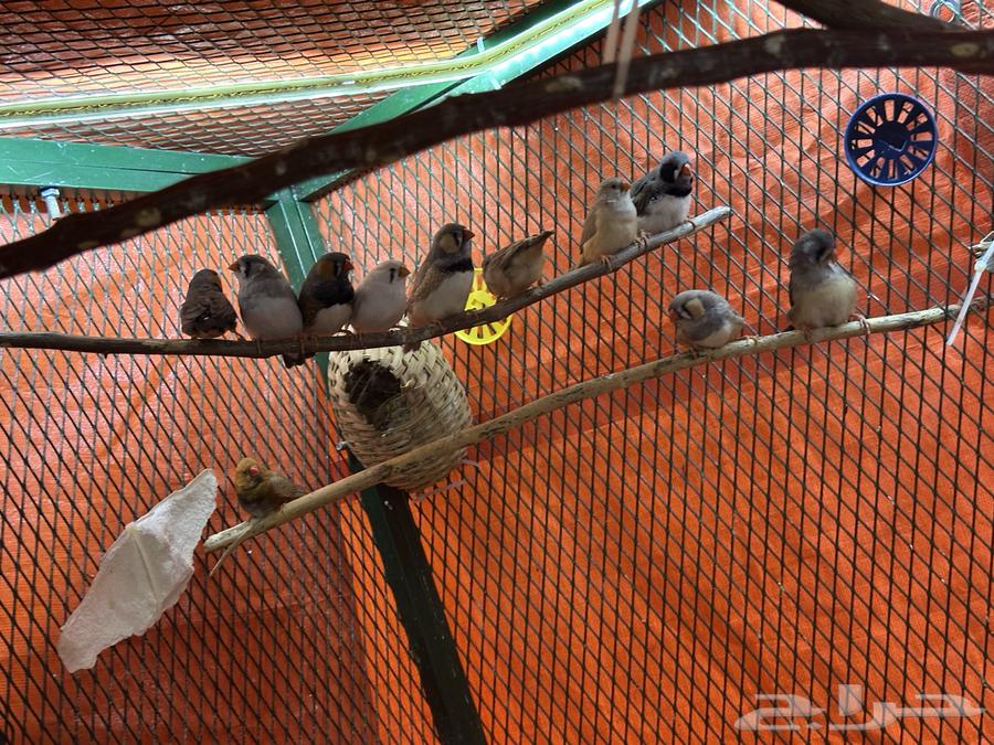 8 أزواج زيبرا. ( تم البيع )64391405168898110