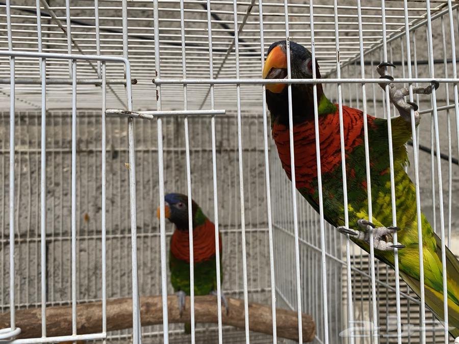 زوج ببغاء اللوري للبيع64381026560898110