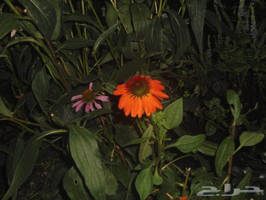 Digital Camera64382224560386113