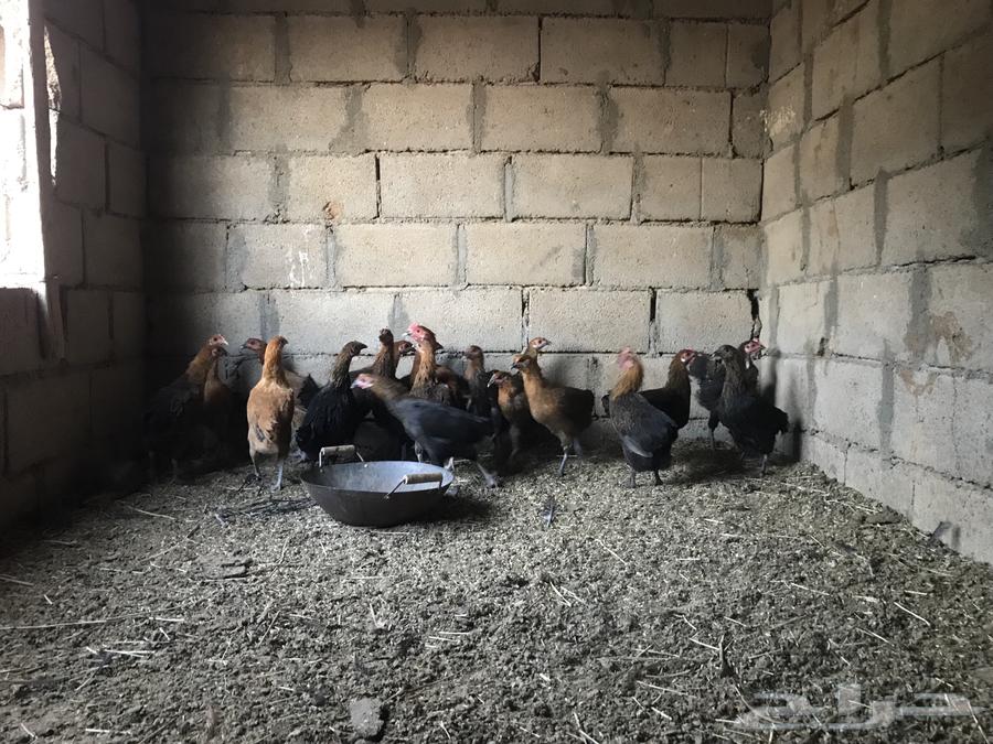 دجاج للبيع64298071718785110