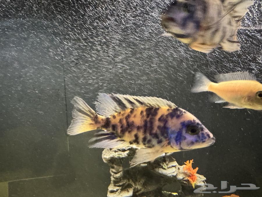 اسماك سيكليد افريقي64382942095107110