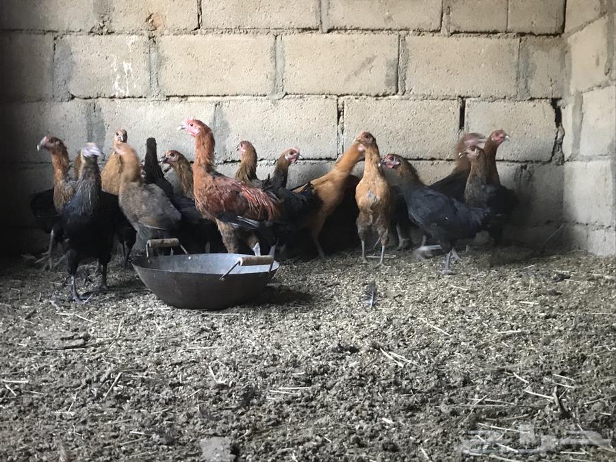 دجاج للبيع63619159782787111