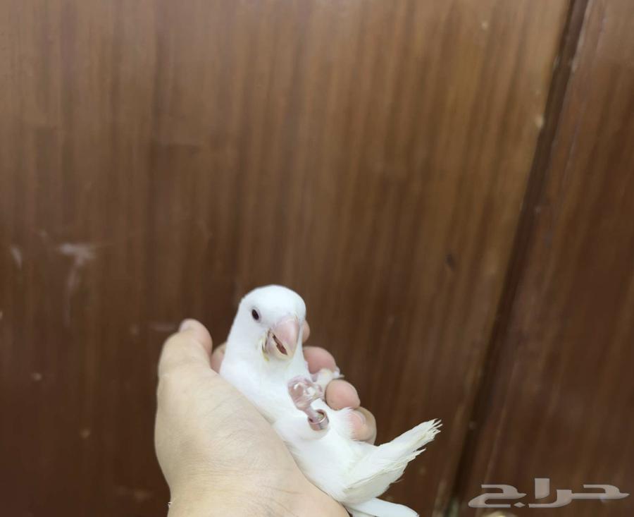 روز هدد نشبه البينو لعوب64389667944322113