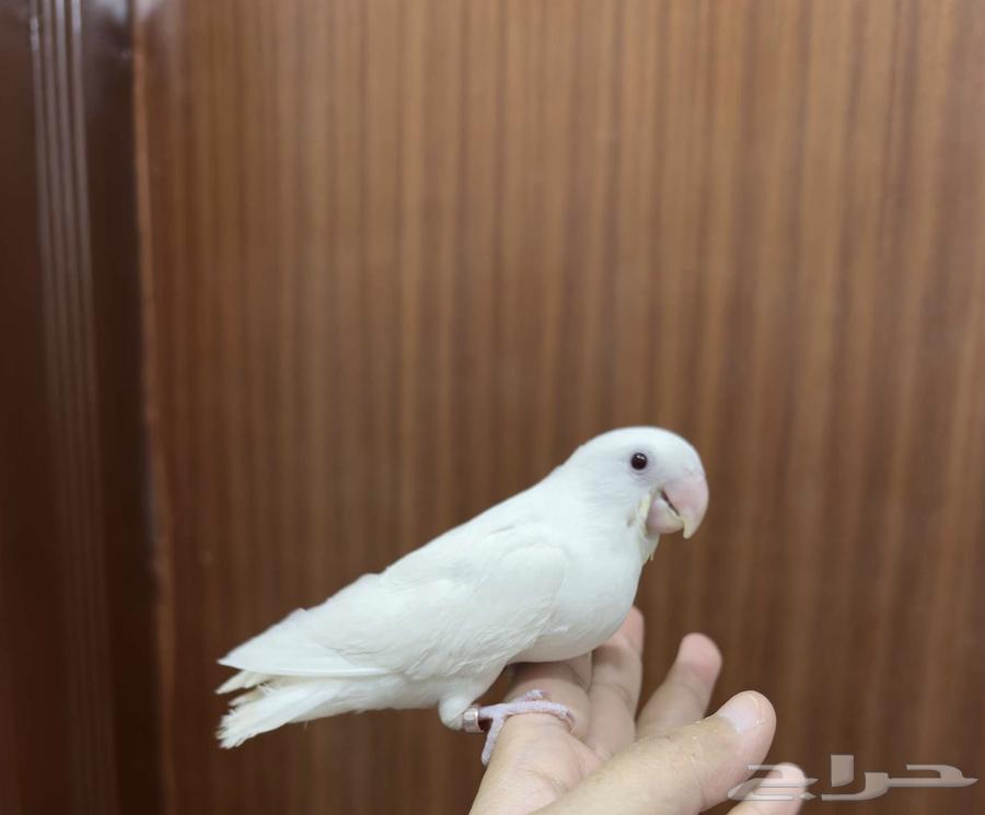 روز هدد نشبه البينو لعوب64389667944322114