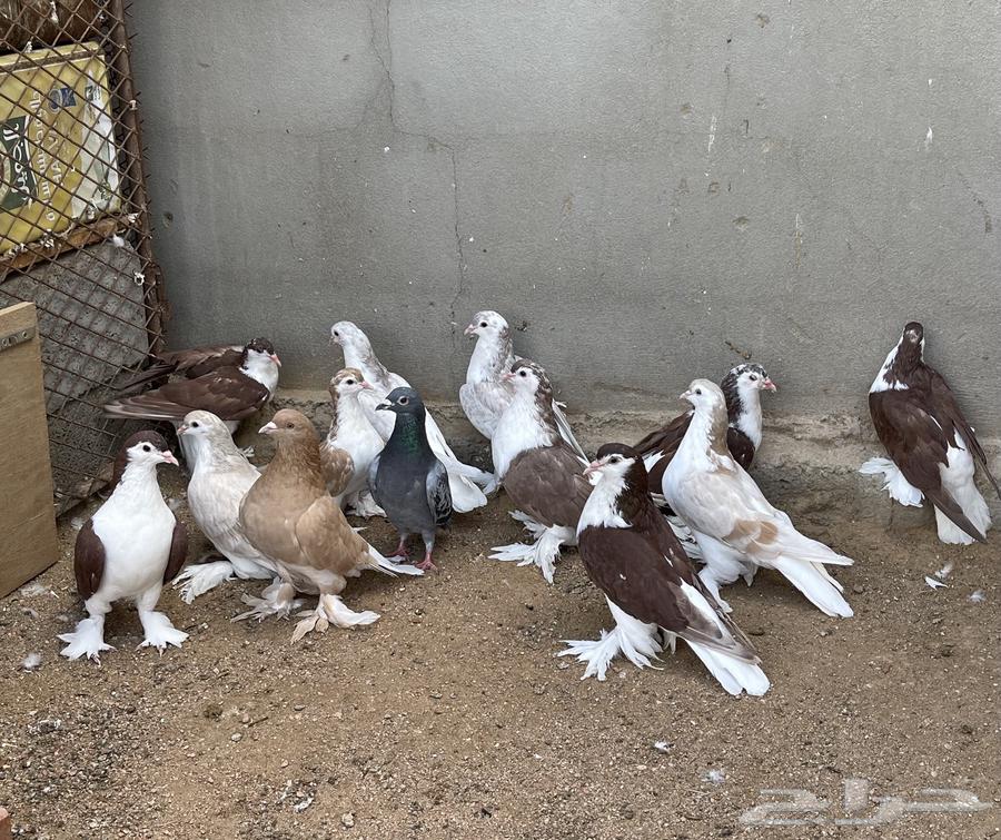 حمام للبيع64389364209922112