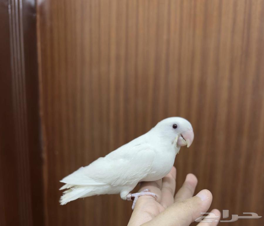 روز هدد نشبه البينو لعوب64389667944322111