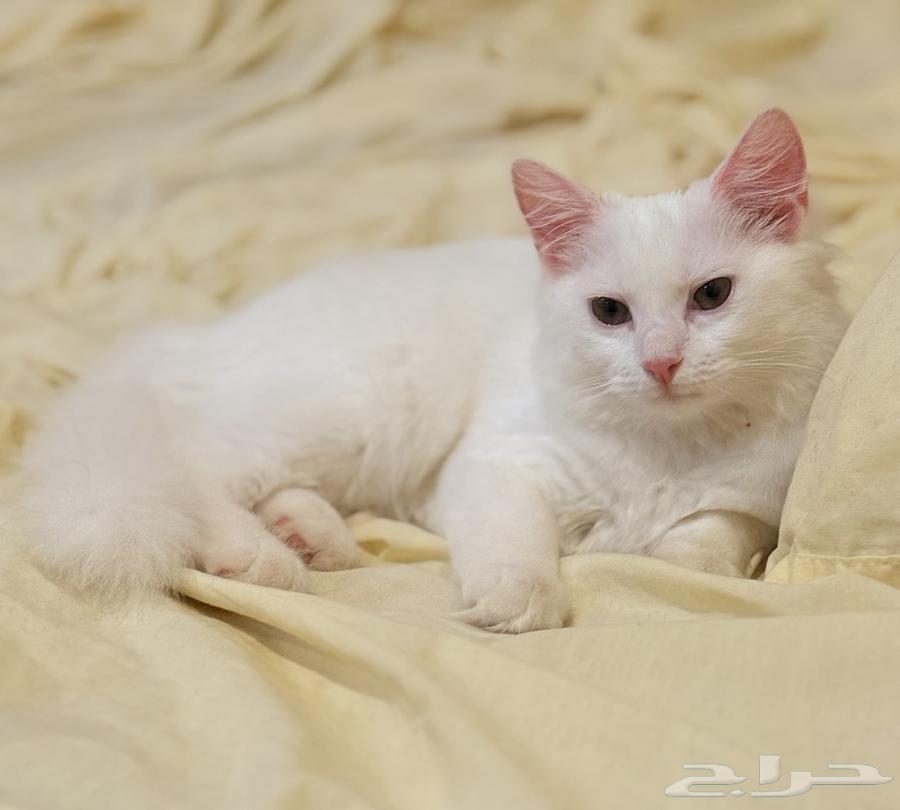 قطة للبيع شيرازى بيور64379975444097110