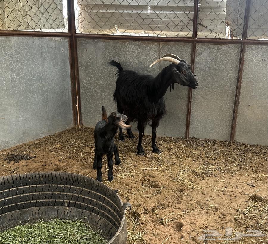 شاه متبع للبيع64387899056002111