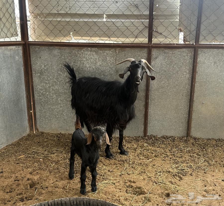 شاه متبع للبيع64387899056002110