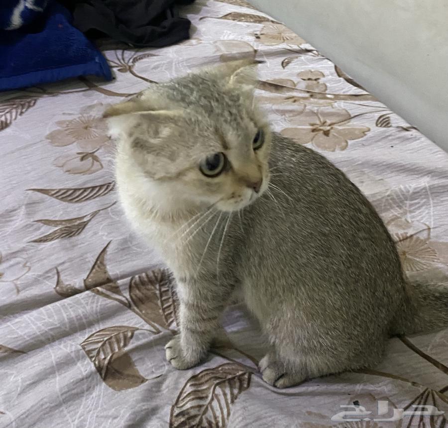 قط للبيع سكوتش فولد64380929891458111