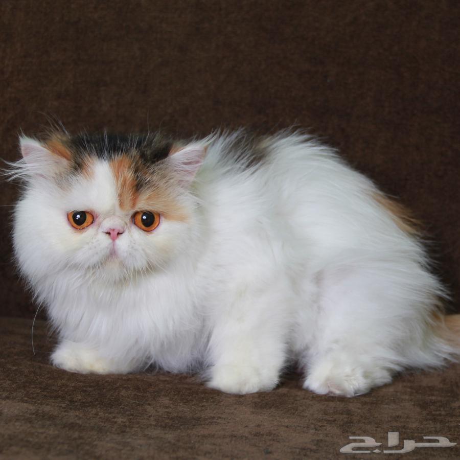 قطه بيكي فيس منتجه64388176684034111