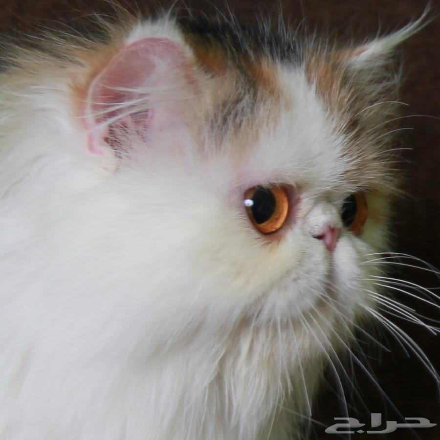 قطه بيكي فيس منتجه64388176684034110