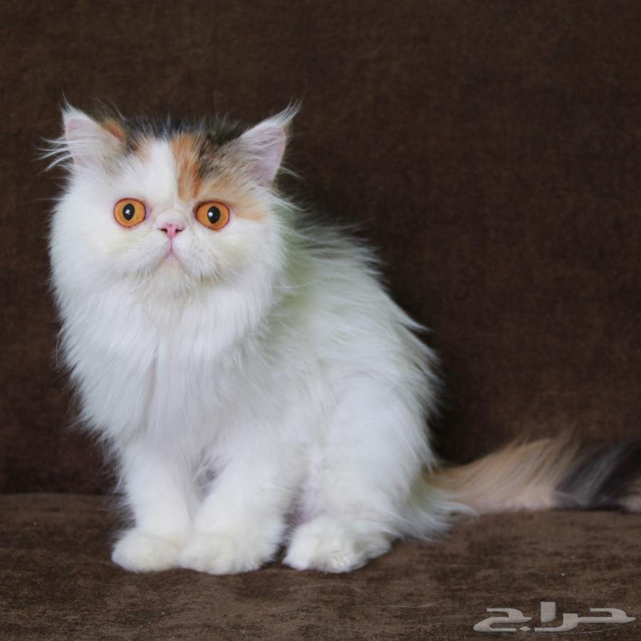 قطه بيكي فيس منتجه64388176684034112