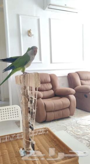 ببغاء كويكر للبيع64381205119107112