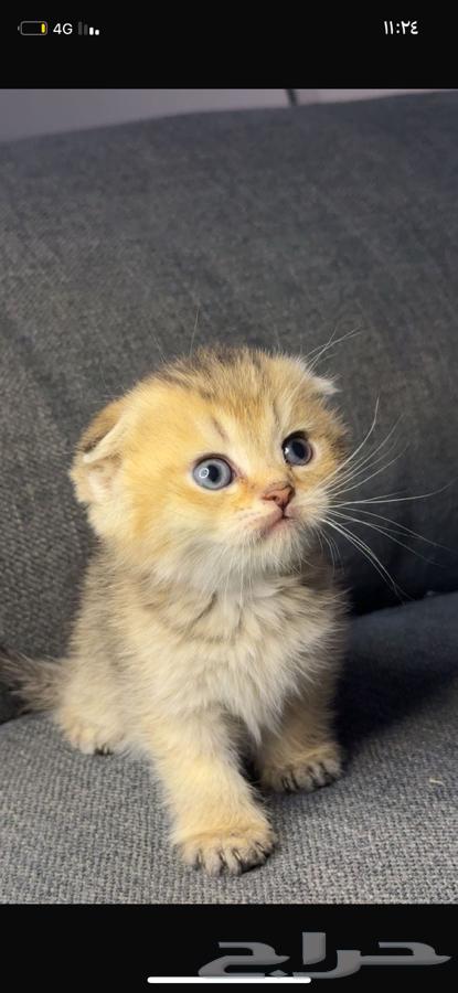Kitten Scottish Fold64392059609987111