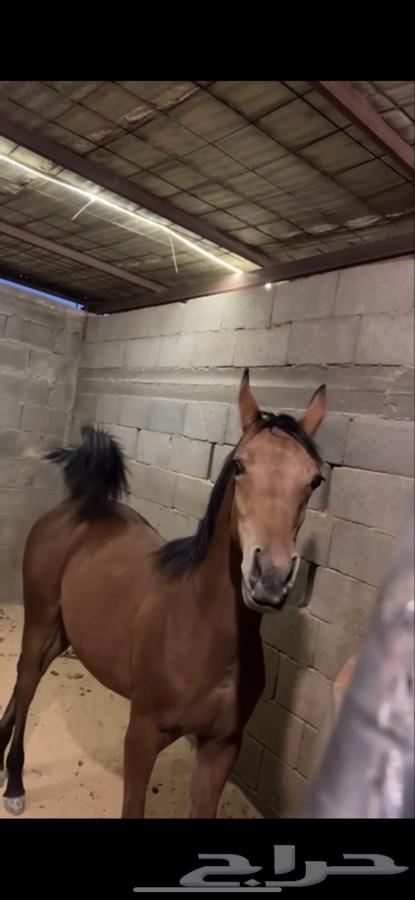 مهره شعبيه64381287313923112