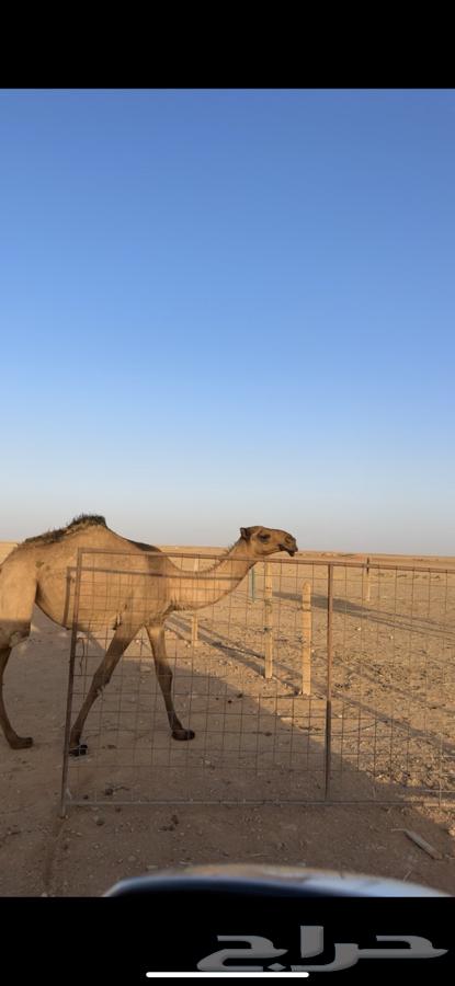 بكره مفرودة دبيانية الموقع الزلفي64378193642113113