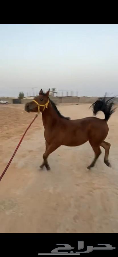 مهره شعبيه64381287313923114