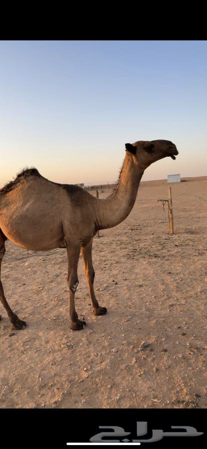 بكره مفرودة دبيانية الموقع الزلفي64378193642113111