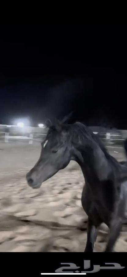 مهره شعبيه64381287313923111