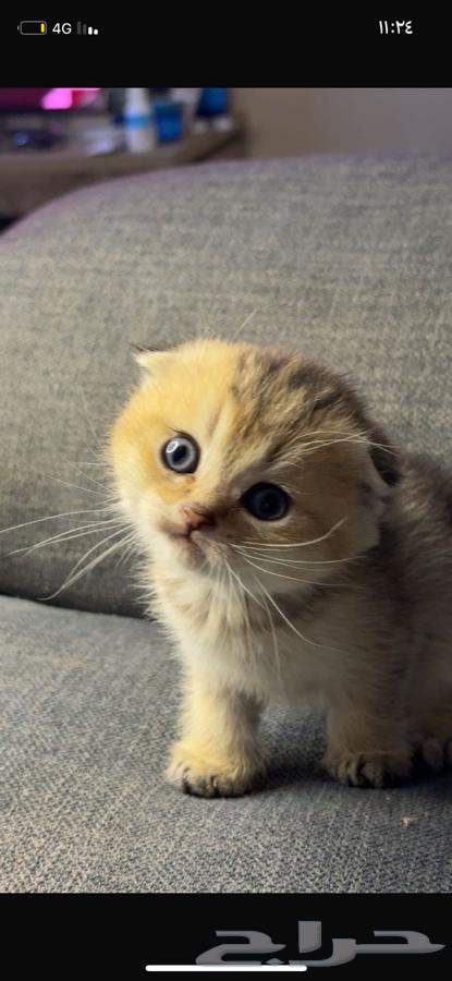 Kitten Scottish Fold64392059609987110