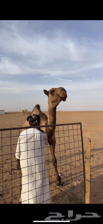 بكره مفرودة دبيانية الموقع الزلفي64378193642113110