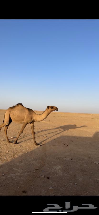 بكره مفرودة دبيانية الموقع الزلفي64378193642113112