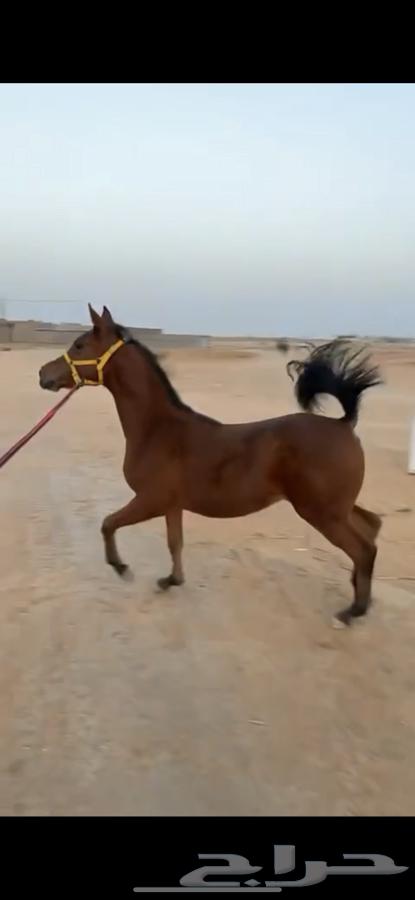 مهره شعبيه64381287313923113