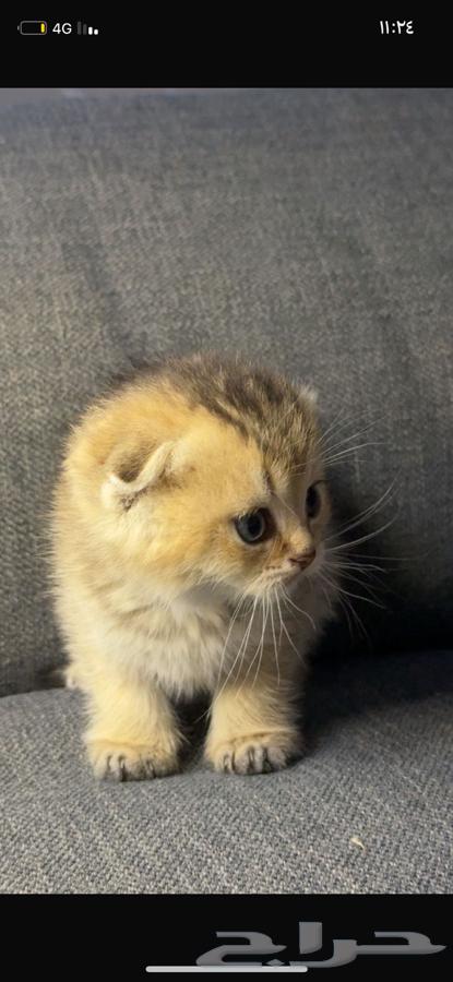 Kitten Scottish Fold64392059609987112