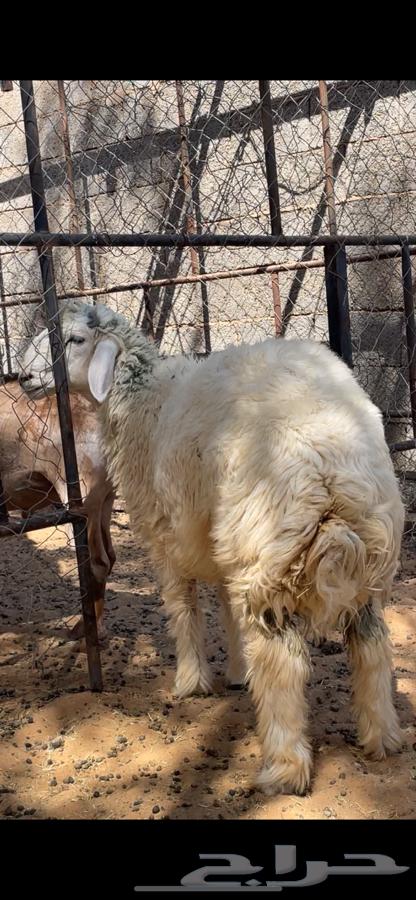 هرفي حري هجين نعيمي64383108170242110