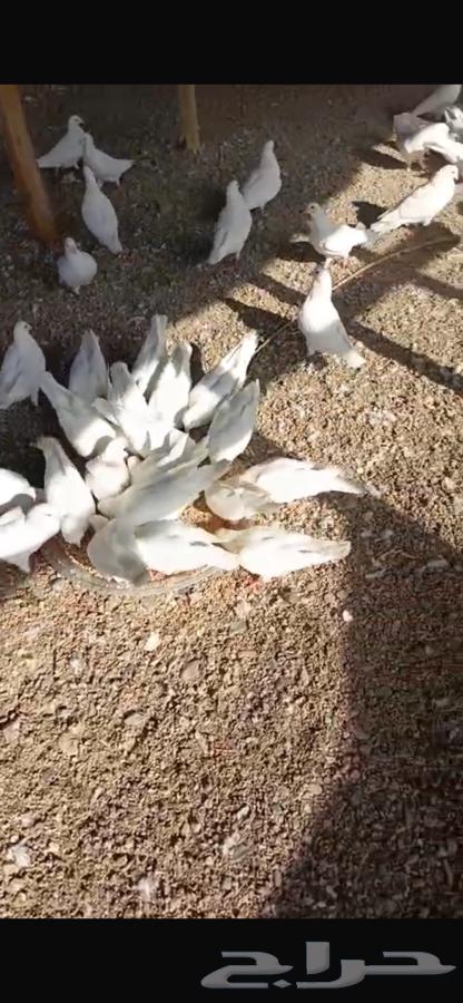 حمام فرنسي انتاج وصحه شرط فوق 45 زوج عندي مقطع فيديو واتس64381026587139110