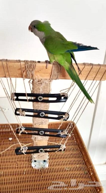 ببغاء كويكر للبيع64381205119107111