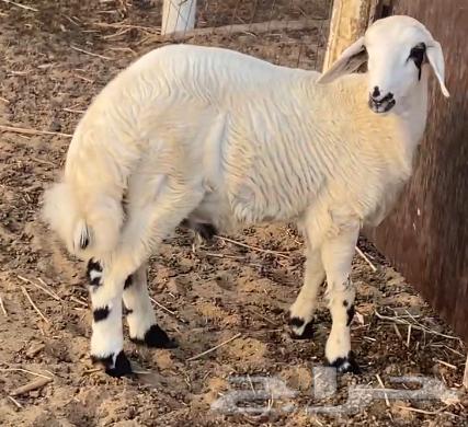 خروف للبيع64381123275265114