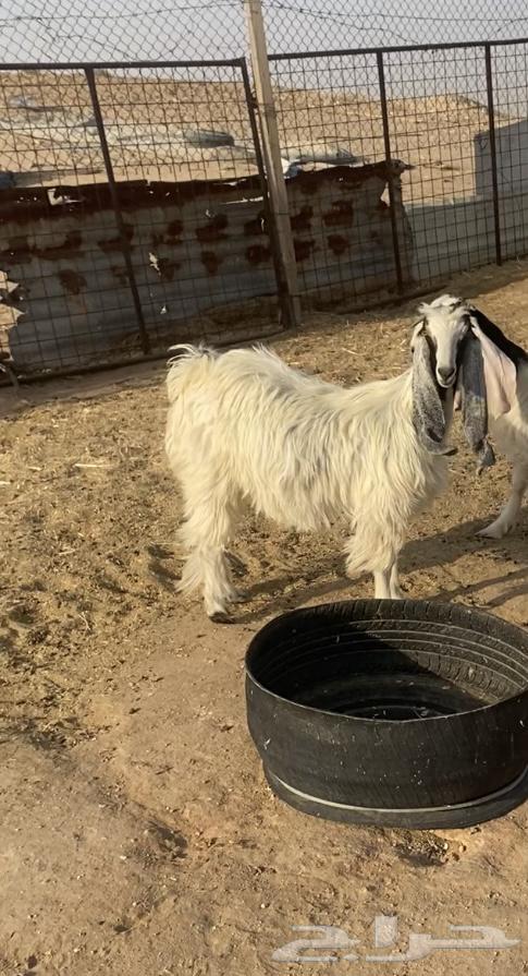 جفرات جذعات للبيع64382749279233110